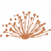 Caravel Minerals Aktie Logo